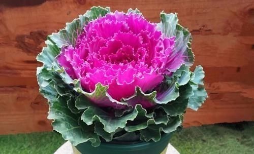 八种以牡丹命名的花卉,开花鲜艳漂亮,颜值高,值得养