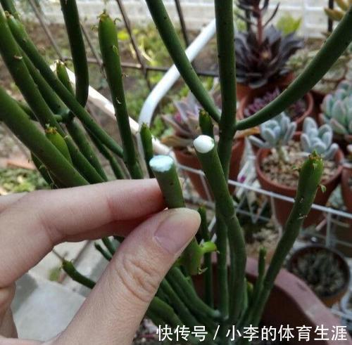 8种“小毒花”,叶子毒性大,家里若养着,光看别动它