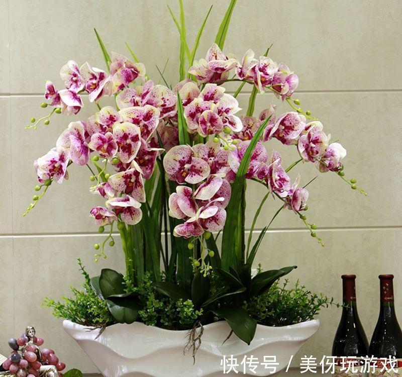 七种“富贵花”,适合冬天养,寓意吉祥又大气,关键还喜庆