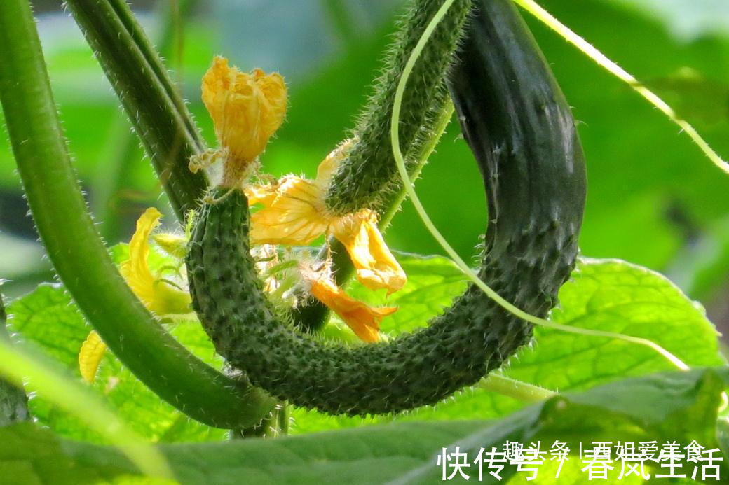 买黄瓜时，别直接拿了就走，记得看清这4点，味道浓郁更可口