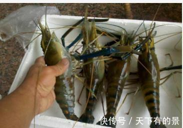 大虾入侵珠江，有人钓起一只发现满腹虾卵，这是要开始繁殖？