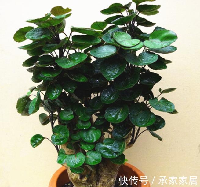 绿植|4种霸气侧漏的“丑绿植”,四季油绿寓意好,是家庭盆栽佳品