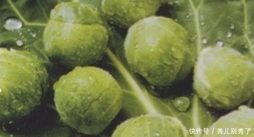 婆婆在花盆里种这“奇葩蔬菜”一株结果百十颗,邻居天天过来蹭吃