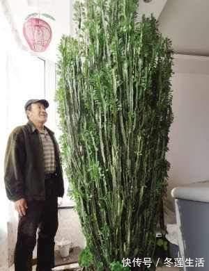 客厅|“招财”的2种花,客厅养1盆,养的越久越值钱,当传家宝都行