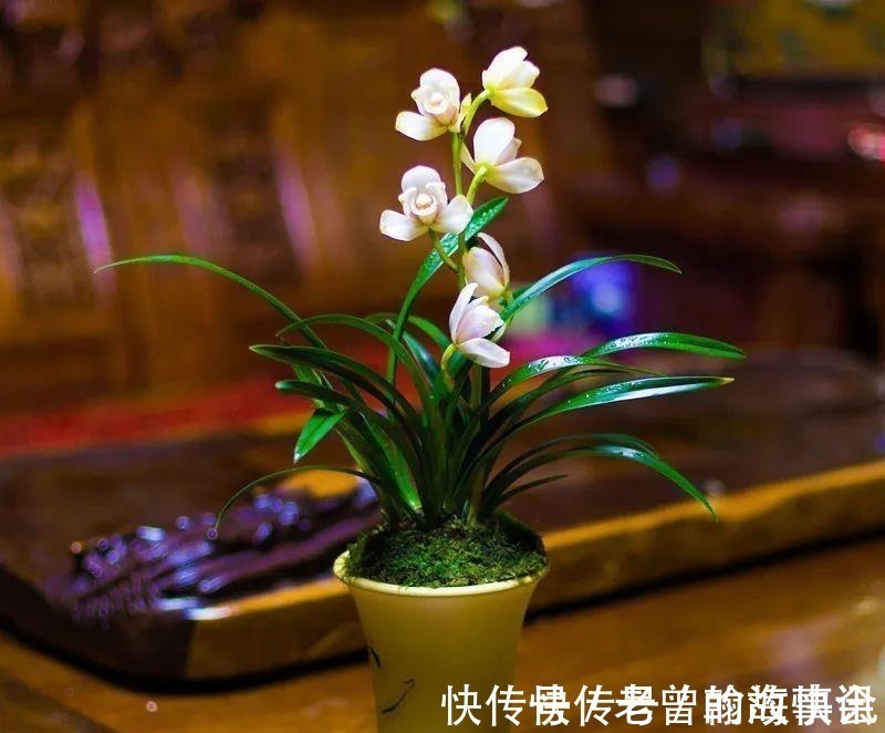 天价|曾经天价的8种兰花,如今跌落神坛,普通人也买得起