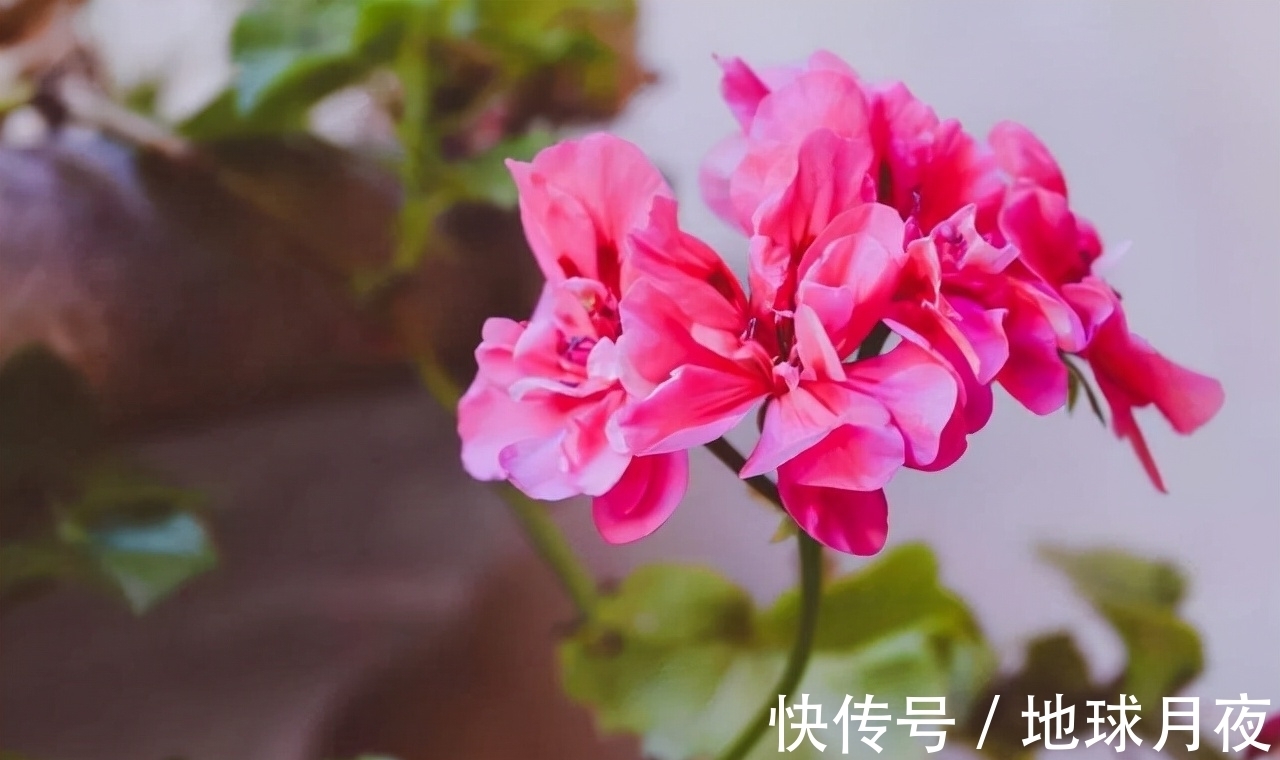 养花技巧有很多,记住这5个方面的技巧,小白都能养好花