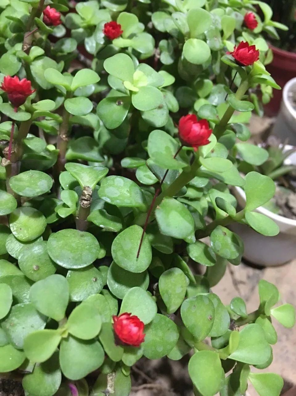 喷药|金枝玉叶开花了,真花长这样,很多人没见过