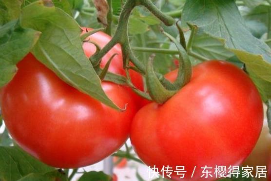 红薯|以下4种食物长寿老人天天吃,每天吃一口,癌细胞离你越来越远!