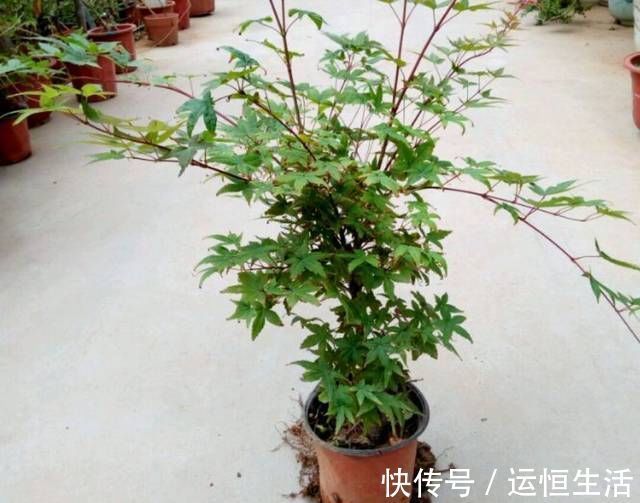 养护的红枫盆景桩头太高了怎么矮化红枫盆景控制高度的方法