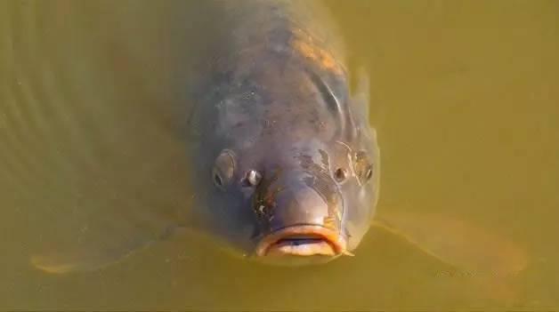 水域|晚秋野钓鲤鱼,用玉米还是蚯蚓,到底哪一种效果会更好