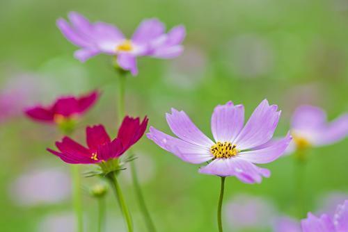 人生不能贪求舒适,要学会借助压力来激发生命中的活力