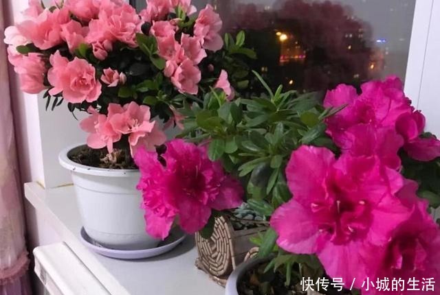 磷酸二氢钾,喷叶子好还是灌根好看一眼就能明白,别弄错了!