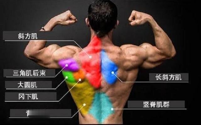 肌肉|以后训练背部肌肉,不能少了这4个动作,练背效果太强了
