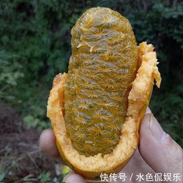 女性|女性不想子宫早衰，晚上当零食吃几个，保养卵巢，更显年轻