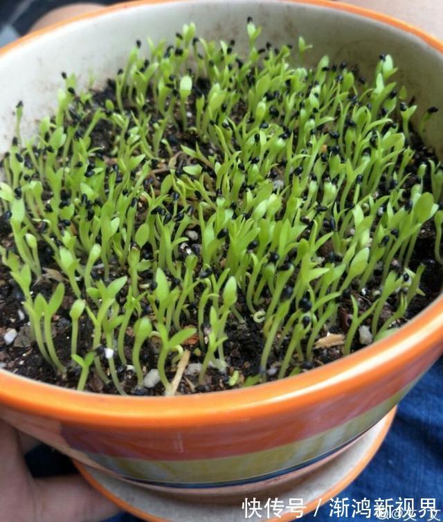 多汁|育火龙果热潮又来了，盆越浅，水越少，长越快，开花结果越多！