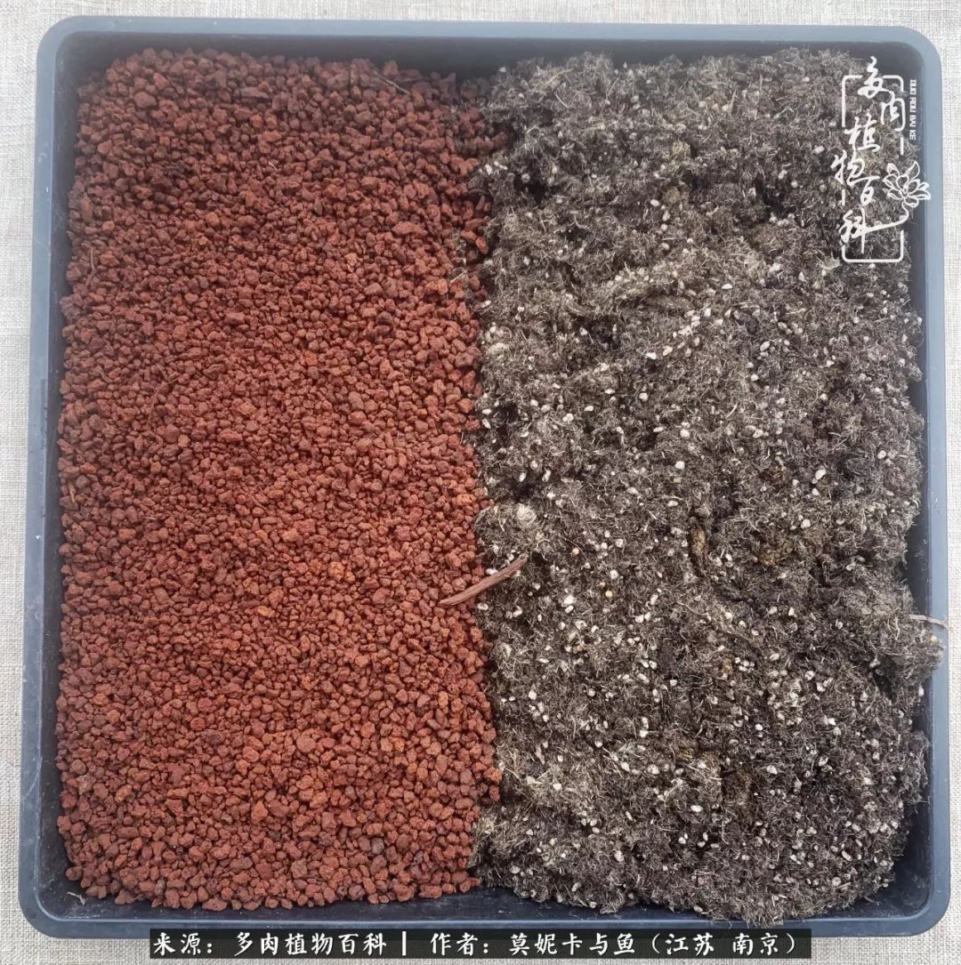 这多肉拼盘这么仙!如何制作达人手把手教你制作长生草拼盘!