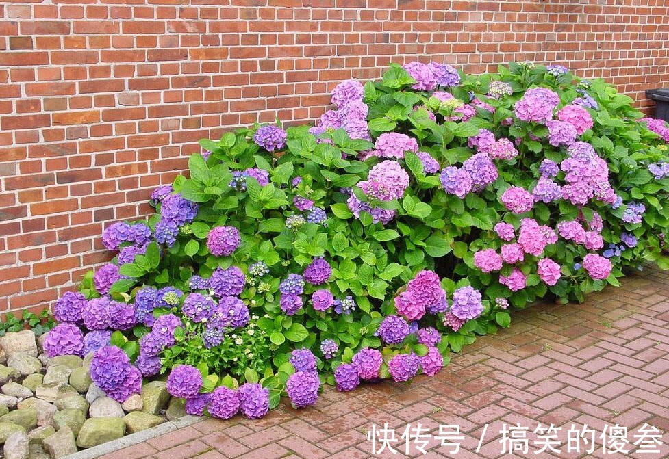 这九种花,随便扔土里,就能长成一片,开花不断