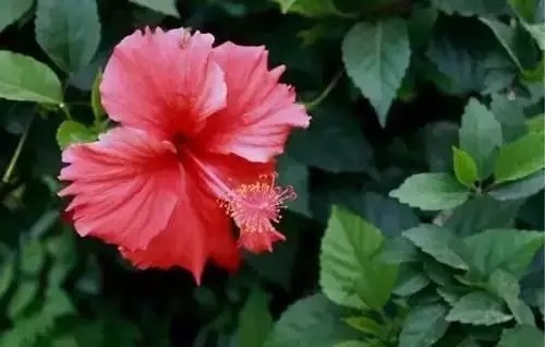 瑞香花|全国56市市花，太美了