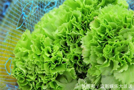 阳台养上一盆“它”花语健康有活力，花色“奇特”你值得拥有