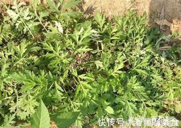 郎中|家有三年艾，郎中不必来！艾叶的效果多神奇用过的人都说好