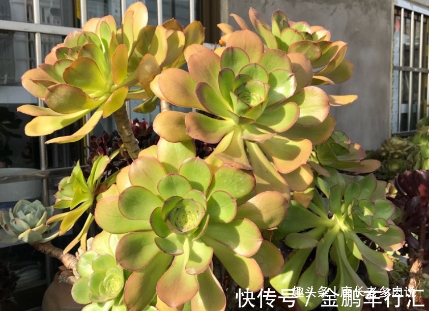 巨无霸|能长2米以上的多肉见过没有?那就是法师中的巨无霸——艳姿法师