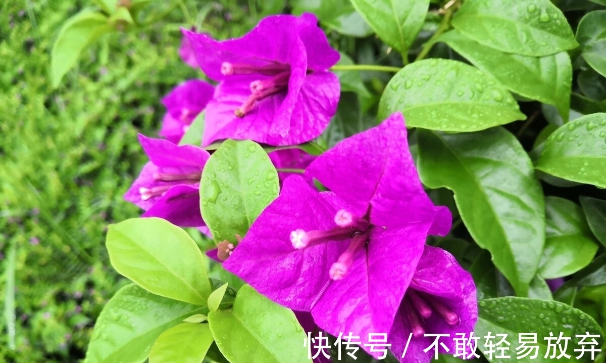 温差|让三角梅开“秋花”，牢记这个“方法”花芽长得快，迅速花爆盆