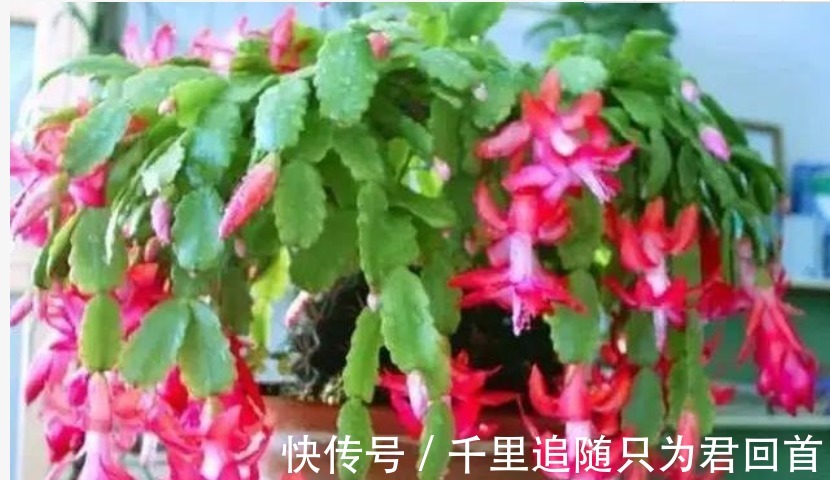 阿司匹林|蟹爪兰想要“花苞”长的多，往盆里加1物，开花不停，拦都拦不住