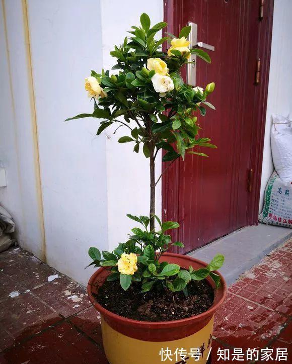 软腐病|5种花美则美矣,就是不好养,没有四五年的养花经验,越养越闹心