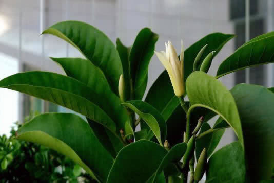 这花是“天然香水”,花开180天,叶子都是香的,适合家养盆栽