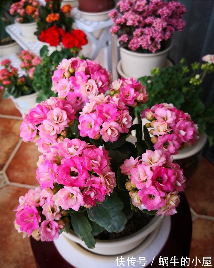 适合10月养的“13种吉祥花”，建议你也养一盆，利健康旺财运