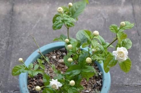 茉莉花有“3怕”,不知情的话,就会黄叶和落花,您别忽视