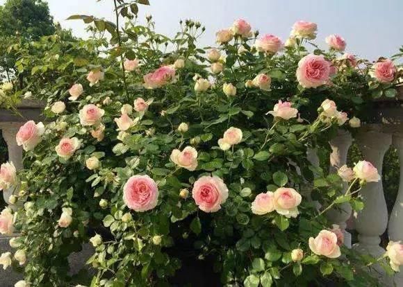 这几种花，种对了是花墙, 种错了只是篱笆