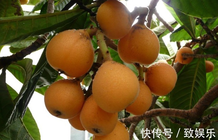 止咳|专家讲解常吃枇杷,能防疾润肺,止咳治头疼,降血糖