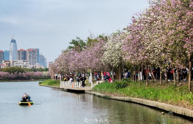 赏花不一定要去武汉婺源，广州海珠湿地紫荆花带浪漫梦幻，太美了