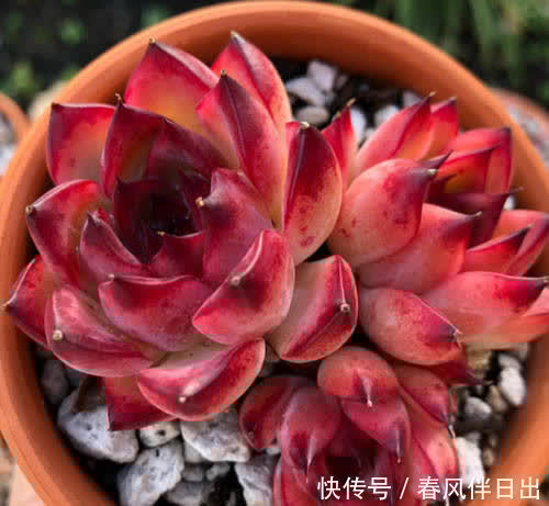 春天想要多肉长成“肉墩子”,几件事不要做,你掌握了吗?