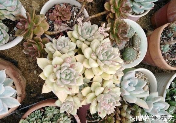 多肉|花市买的多肉，当成宝贝对待，养了不到1个月，全都死翘翘了