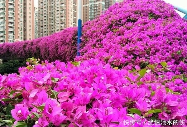 厉害了！广州这座公园美得上了头条！