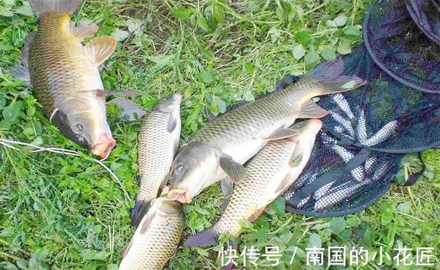 秋季|秋天钓鲤鱼，一要凉二要坡、三要等四要稳，没有钓不到鲤鱼的道理