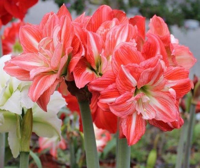 居家就养此款花卉,不闻不问,开成百花园,家中必备!