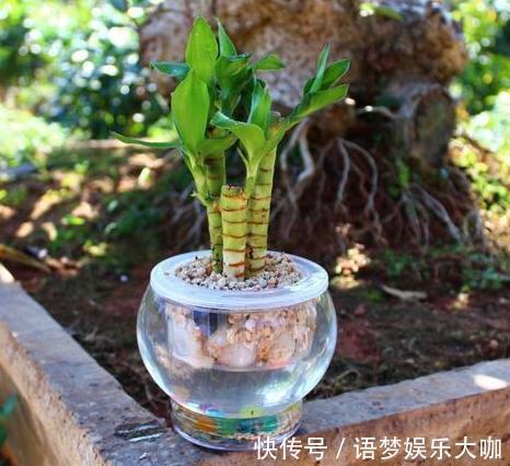 竹报平安|水培富贵竹养着养着就黄叶、不长个?注意4细节,株苗没问题!