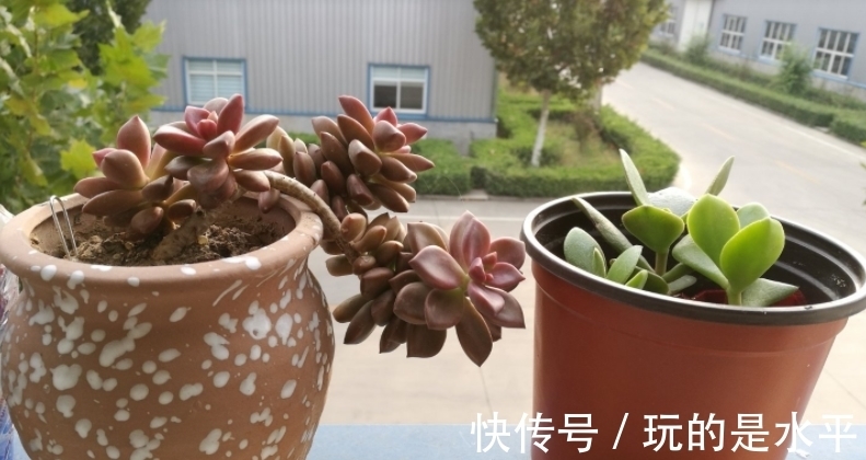 成功率|养姬胧月,按刘奶奶的方法照顾,普货也能拥有贵货的格调