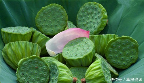 全身是宝,果实清甜,叶子可做茶叶,根很多人爱吃,梗也是美