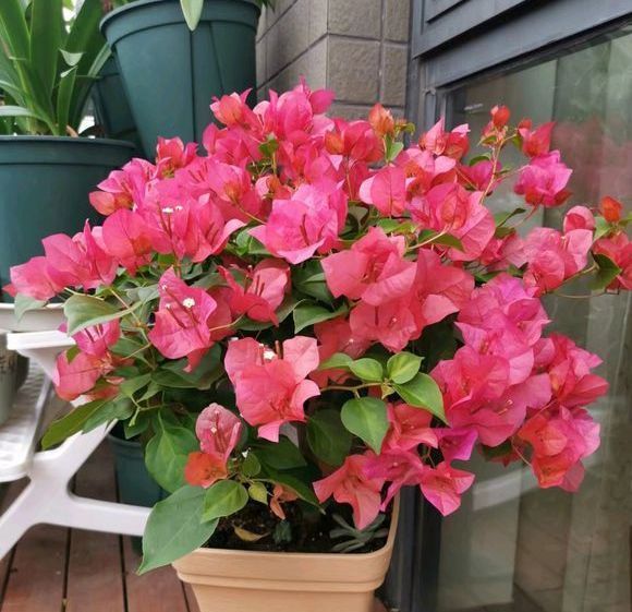 植株|夏季养花一浇水就死,一施肥就烂根重点在这里,促休眠3点措施