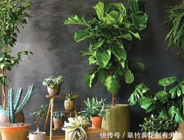 冬日室内养花,存在这些“忌讳”,你时刻牢记心间了吗?