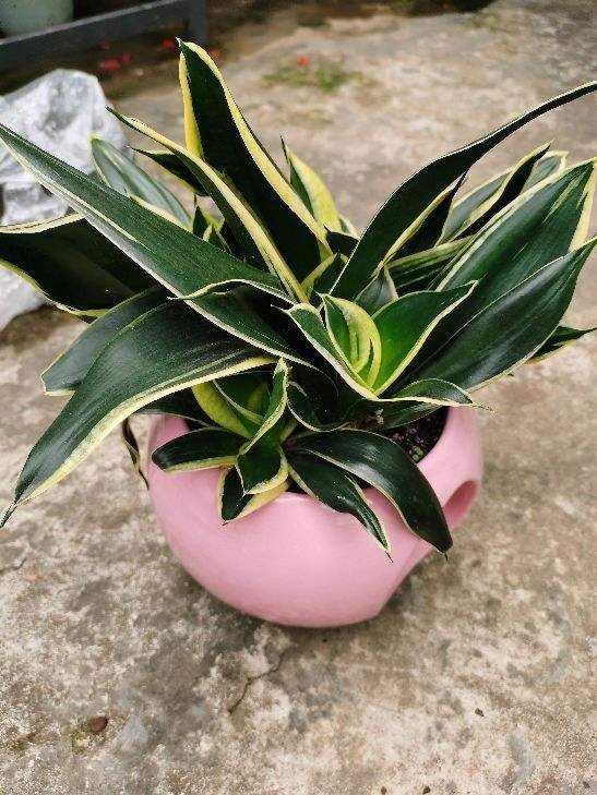 卫生间总是有异味,不如养盆“杀菌花”,净化空气味道香香