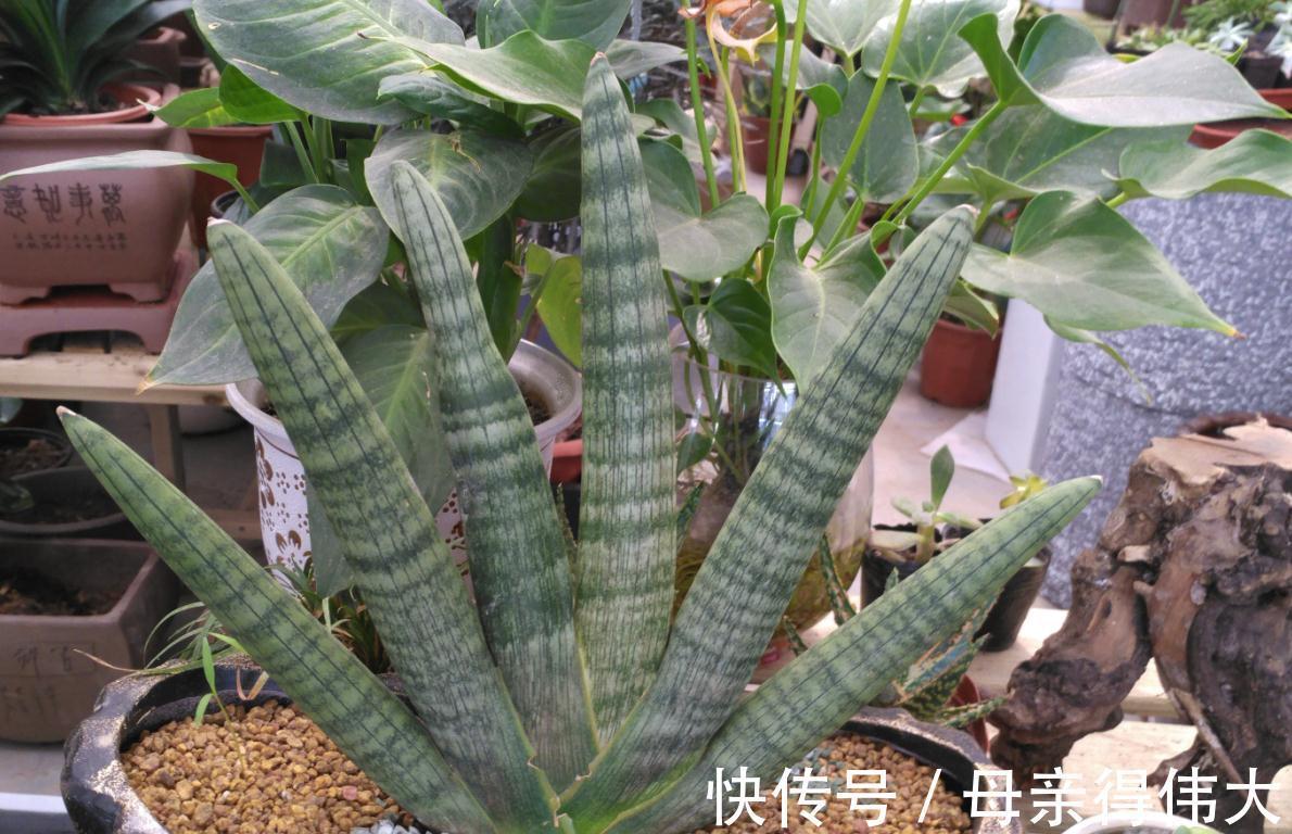 虎皮兰中的新品种佛手，长相个性养护简单，做好2点还能爆小崽