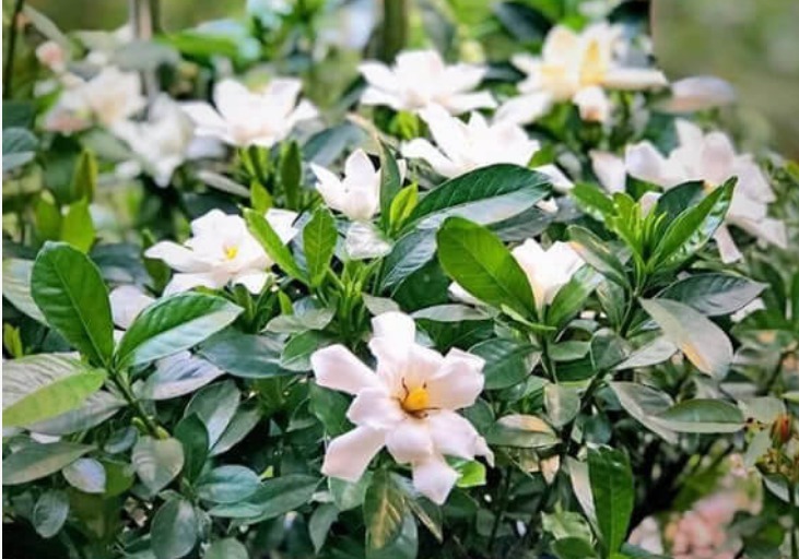 夏天最适合养4种花,花朵硕大、花香四溢飘满屋,美爆了