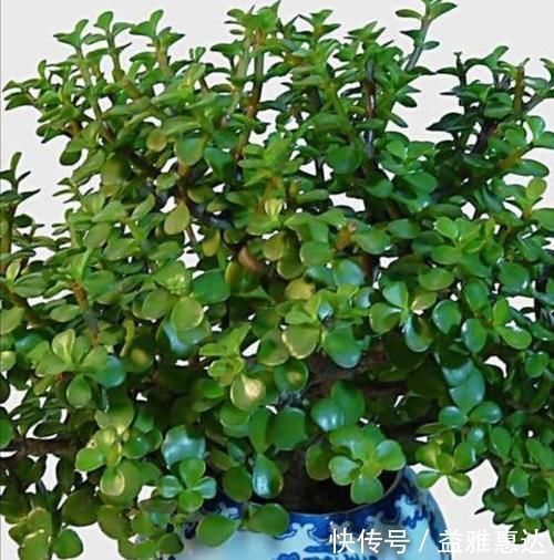 修剪|养金枝玉叶,别只顾施肥,经常剪剪枝,长得更快成老桩