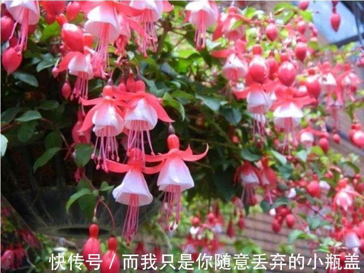 船花|4种花超好养，花期长，叶子翠绿开紫花，比常见花还好看