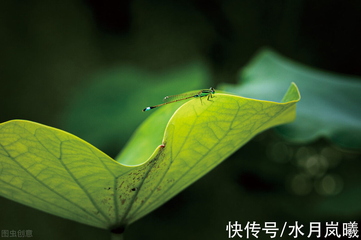 人间草木@愿有一人，待你如初，疼你入骨，懂你悲欢，知你冷暖